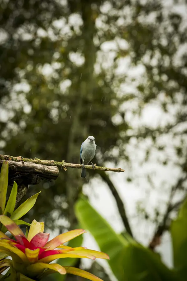 Bird perched on a branch at the farm