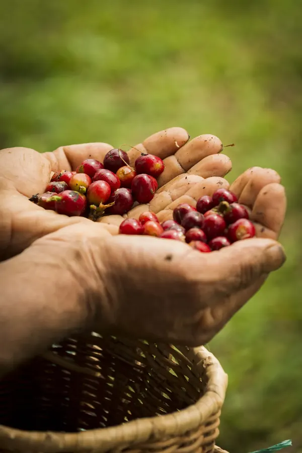 Ripe coffee