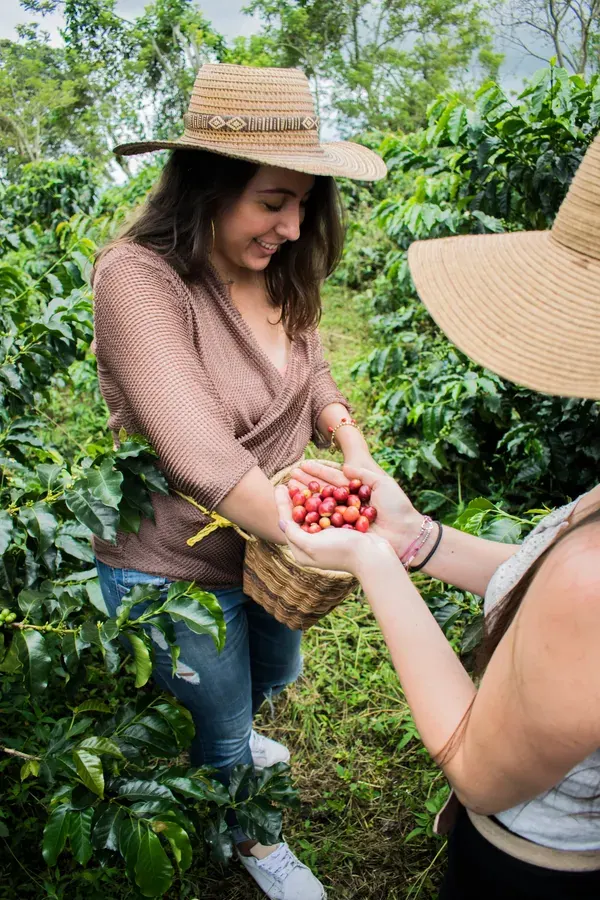 In the coffee field